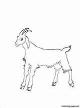 Coloring Goat Pages Print sketch template