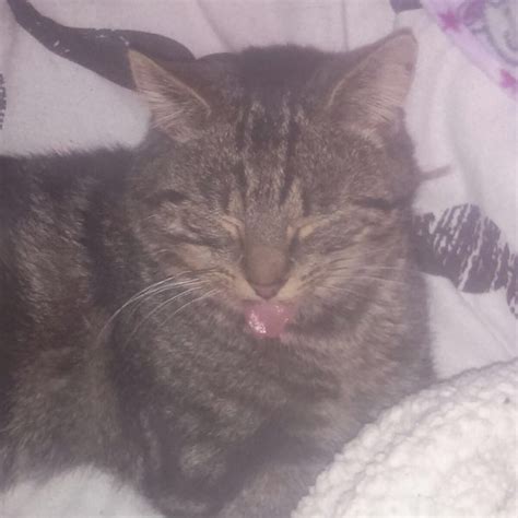 lost cat tortoishell cat called monty swindon area wiltshire