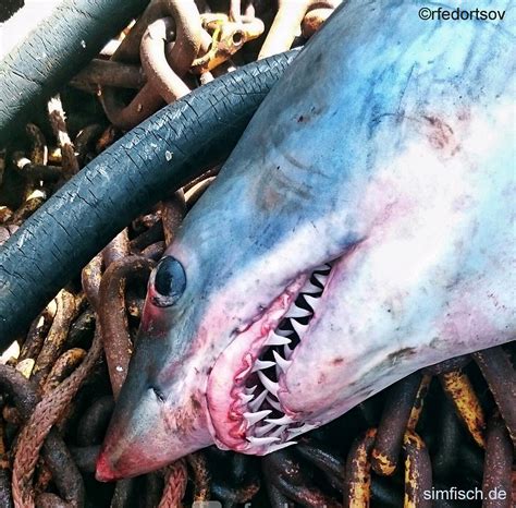 haie angeln nicht nur big game auch vom strand moeglich simfischde