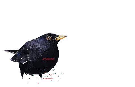 common blackbird print watercolourcommon blackbird etsy
