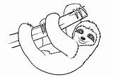Sloth Leniwiec Sloths Kolorowanka Toed Leniwy Druku Kolorowanki Realistic Bettercoloring Wydruku Drukowanka Zwierzątko sketch template