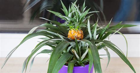 growing pineapples  containers   grow pineapple  pot