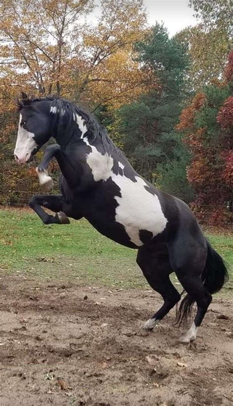 black overo paint stallion