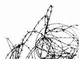 Wire Drawing Line Barb Barbwire Protection Fense Protected Monochrome Branch Border Shape Artwork Getdrawings Pxhere sketch template