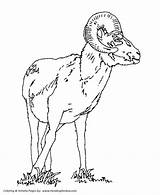 Coloring Pages Wild Goat Animal Ram Animals Honkingdonkey Kids sketch template