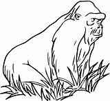 Gorilla Coloring Pages Grass Colouring Apes Drawing Gorillas Sheet Orangutan Color Print Animals Printable Mountain Monkeys Animal Old Clipart Baby sketch template