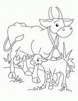 Calf Cow Coloring Pages Drawing Outline Printable Colouring Template Kids Getdrawings Getcolorings Popular Golden Print sketch template