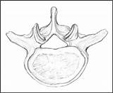 Lumbar Vertebrae Superior Spine sketch template