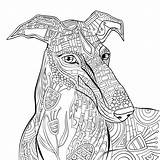 Greyhound Tiermuster Antiestresse Livro Reino Greyhounds Hound Malvorlagen sketch template