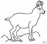 Chamois Coloring Pages Ibex Alpine Coloriage Animals Supercoloring 1408 1500 Designlooter Winter Drawing Choose Board 221px 85kb sketch template