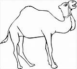 Dromadaire Clipartmag Camels Coloriages Disimpan sketch template