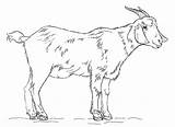Capre Goat Ziegenbock Ziegen Caprone Capretta Capra Printmania Stampare Billy Draw Malvorlagen sketch template