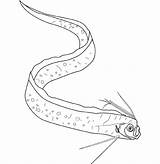 Coloring Eel Moray Pages Getcolorings Printable Color sketch template