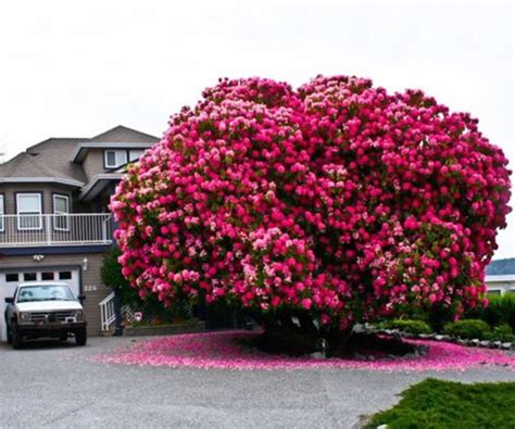 year  rhododendron bush brings fame  small canadian town