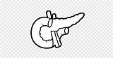 Pancreas Liver Pankreas Pngegg Manusia sketch template