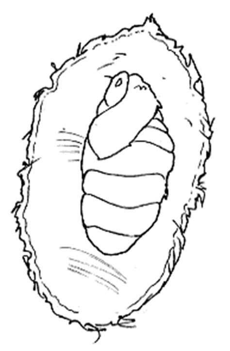 mobilebutterfly pupa coloring coloring pages