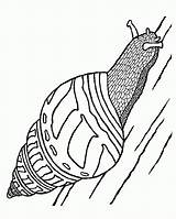 Lumache Stampare Lumaca Coloriage Escargots Realistica Bellissima Colorir Fazenda Insetos Megghy Gifgratis sketch template