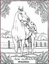 Chevaux Cavalli Cheval Horses Colorat Apaloosa Gratuit Caluti Disegni Cai Coloriages Konji Colorare Calarie Imagini Pferde Wenn Desene Trideset Devet sketch template