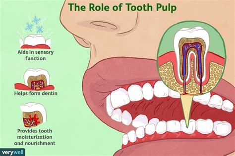 tooth pulp function  inflammation