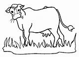 Cow Vaca Colorat Planse Krowa Desene Animale Domestice Grass Kolorowanki Dzieci Grazing Cheie Cuvinte Vitel Educative Taur Trafic sketch template