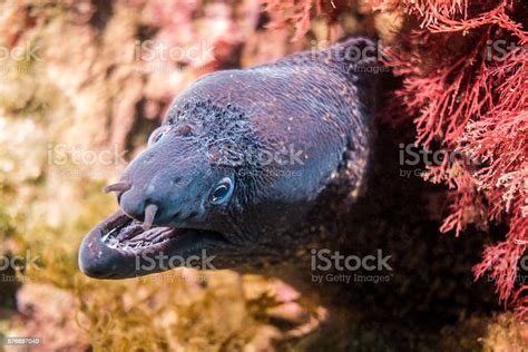 morena moray eel costa brava open mouth nose dangerous long zdjęcia