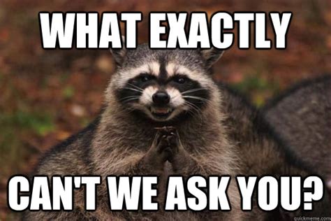 what exactly can t we ask you evil plotting raccoon quickmeme