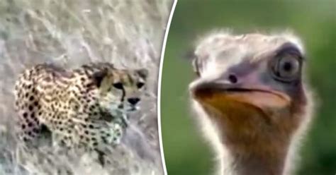 Killer Cheetahs Chase Super Fast Ostrich To Murder It For Dinner Does