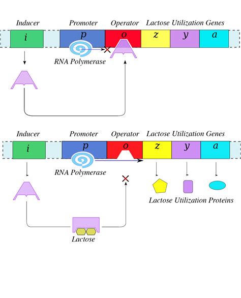 prokaryotic gene regulation biology for non majors i course hero