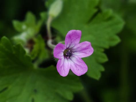 images flower dharwad acanthaceae flora wildflower geranium