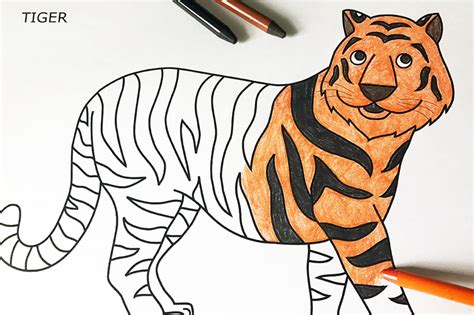 tiger coloring pages learny kids