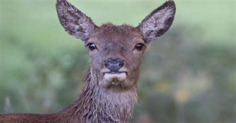 The Buck Doesn’t Stop Here Deer Spotted Running Loose In Manchester