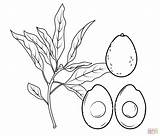 Avocado Coloring Pages Section Cross Branch Whole Printable Avacado Supercoloring Grows Drawing Popular sketch template