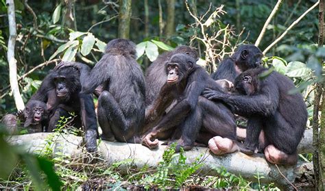 bonobo matriarchs lead the way inside science