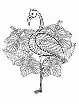 Coloring Pages Adult Printable Gorgeous Flamingo Nerdy Read sketch template