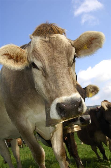 brown cattle stock image image  bovid cows bovini