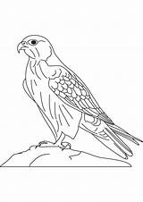 Falcon Coloring Pages Drawing Kids Peregrine Saker Colouring Bird Doberman Hawk Line Printable Vector Pinscher Color Millenium Cartoon Preschoolcrafts Getdrawings sketch template