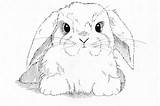 Lop Eared Bunnies Callan Rabbits Colouring Greeting 27th sketch template
