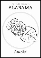 Alabama Flower State Coloring Classroom Pages Printable Freebies Camellia Worksheets Choose Board sketch template