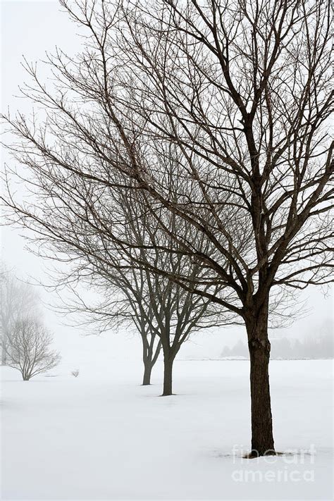 bare winter trees photograph  sharon foelz fine art america