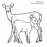 Fawn Deer Doe Coloring Drawing Pages Tailed Whitetail Color Backyard Nature Tail Animals Drawings Line Books Kids Sketch Getdrawings Colouring sketch template