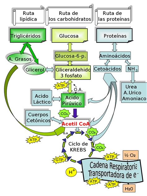mapa conceptual del metabolismo celular tados