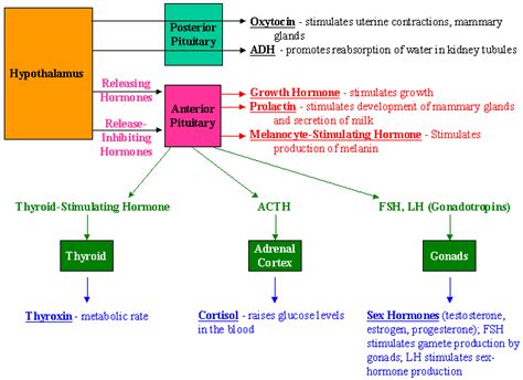 Examples Of Exocrine Glands Include The Sweat Glands Salivary Glands