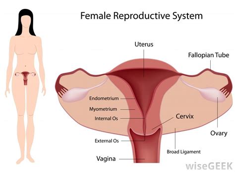 what is a posterior cervix with pictures