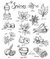 Spices Drawing Herbs Hand Kitchen Vector Illustration Getdrawings Drawn sketch template