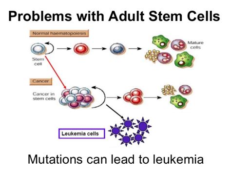 using adult stem cells sex nude celeb