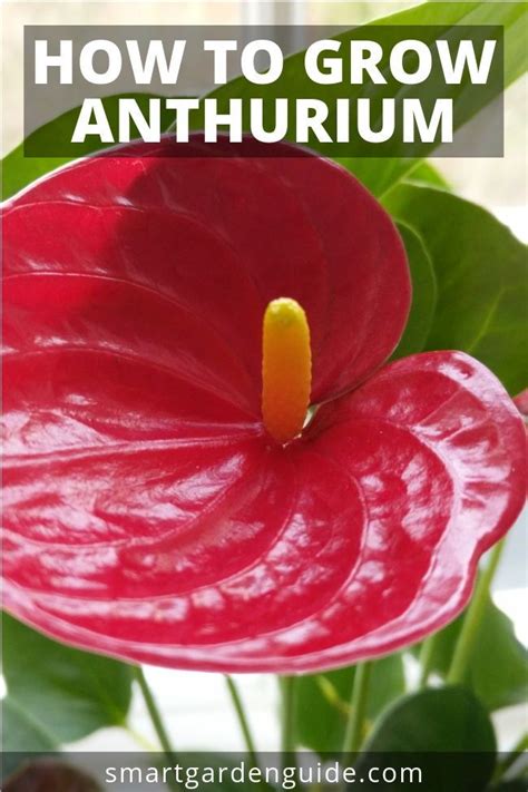 grow anthurium anthurium care tips