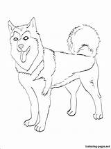Malamute Alaskan Coloring Pages Dog Printable Getdrawings Breed sketch template