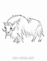 Muskox Coloring Animals Book Pages sketch template