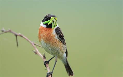 photo collection passerine bird