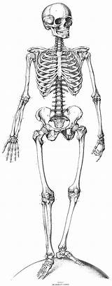 Skeleton Human Coloring Anatomy Pages Book Skeletal System sketch template